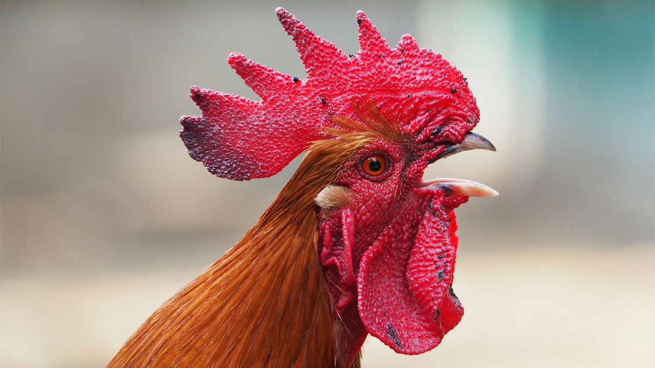 The Portuguese Rooster